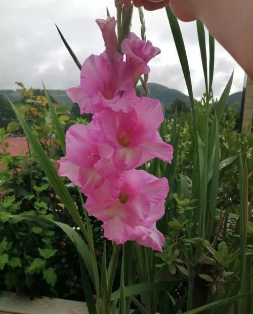  [生活]40岁之前，赚钱养家，40岁之后，种菜养花！