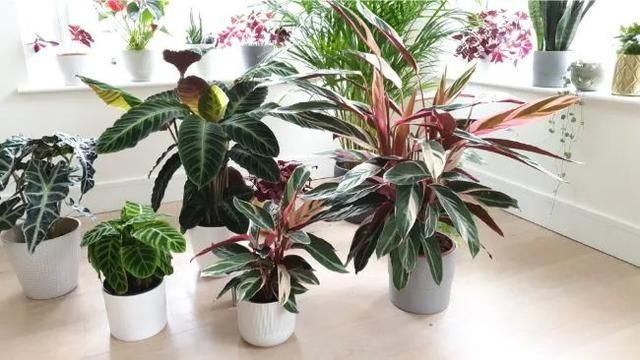  「空气湿度」开白色花的观赏竹芋，除了紫背天鹅绒，你还能找到哪一种？