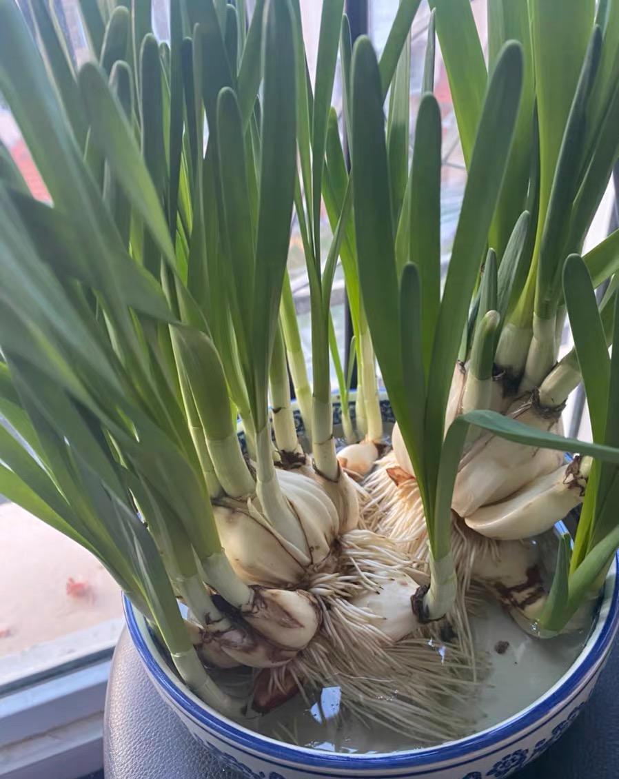  [水仙花不开]别等了，你的“水仙花”不开了，绿叶长满盆，典型“上当了”