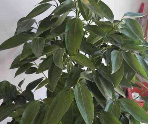 「值得」“聚财气”的2种树,摆在客厅、书房,寓意比发财树好,值得养!