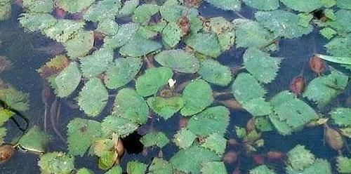  「地将钓饵」三十年后才知，这钓法“专攻”大鲫鱼，春天一到就管用，莫不信