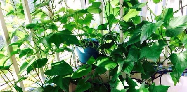  绿萝■这种植物比绿萝还美，阳台种一棵疯长一片，叶子比肉还好吃