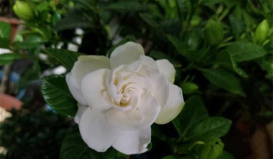  「花开满」栀子花养护离不开的“三大元素”，花开满盆，圆成球！