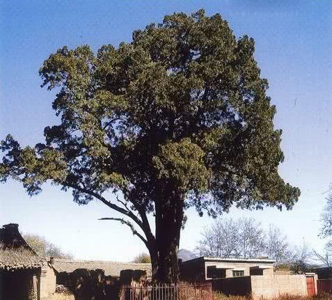  槐树@北京人的生活，一年四季都离不开树！