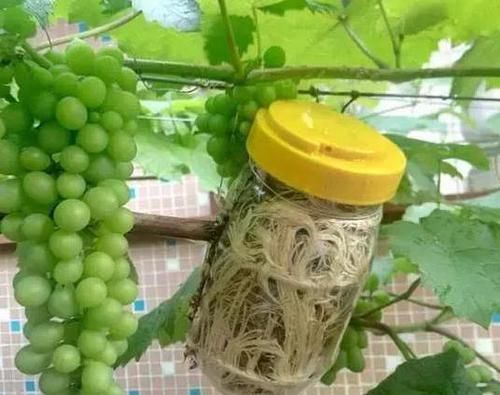  「经济」3个小窍门，经济又实用，扦插'花草果树'个个包活