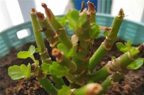  #图片作者#长寿开花不过瘾，学会1招，花苞多的能盖叶！