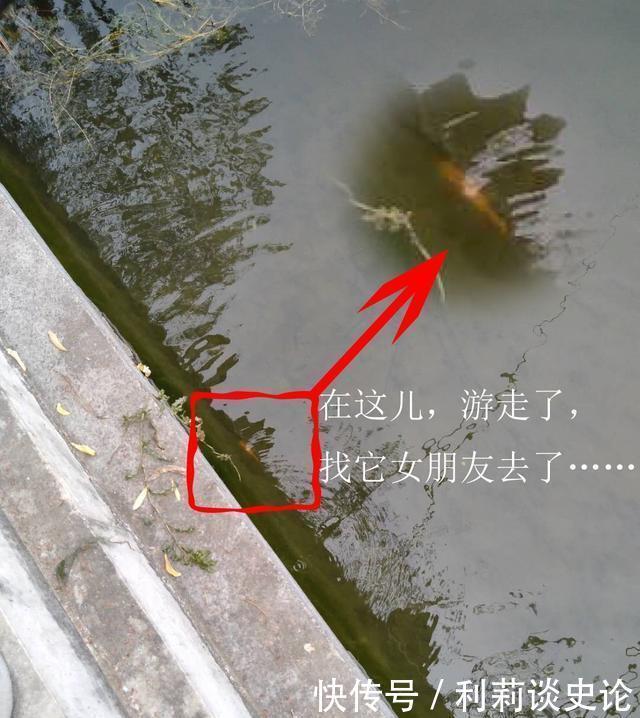 #把它放生#海淀区昆玉河,鲫鱼开口,送你钓小鱼攻略