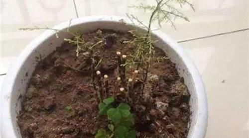  [植物]吊兰，文竹，发财树黄叶子，咔咔“剃光头”，两周绿叶长爆盆