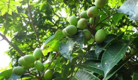  乡下：乡下一种植物，人称“余甘”，农民偶尔吃，城里人喜欢吃