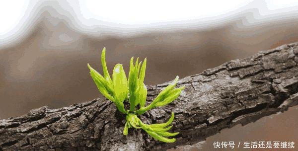 木材是上乘的好硬木，可在农村却不起眼，也得不到重视