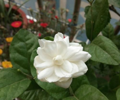  #养护#茉莉花怎么施对肥？用肥对了，枝繁叶茂开花爆，好多人做错