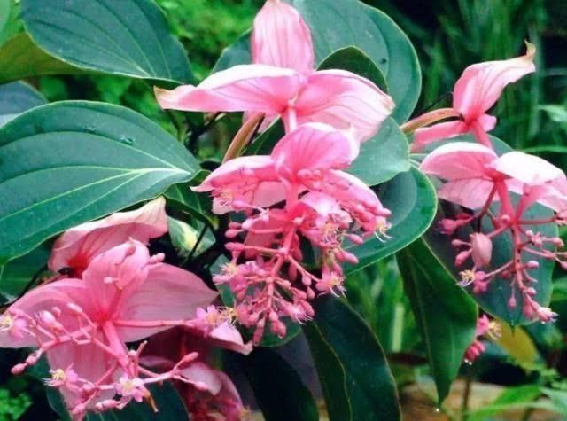  「叶花」看一眼就忘不了的“莲灯花”，叶花巴掌大，一朵花开150天也不谢