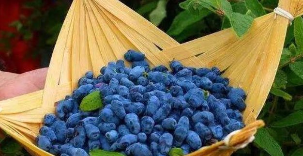  「野果」农村一野果被捧为“天价果”，农民种植后直呼：是坑啊