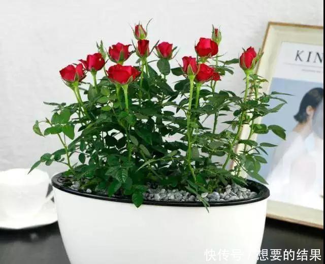 还要■比香水还要香的9种花, 养在阳台上, 满屋子都飘香!