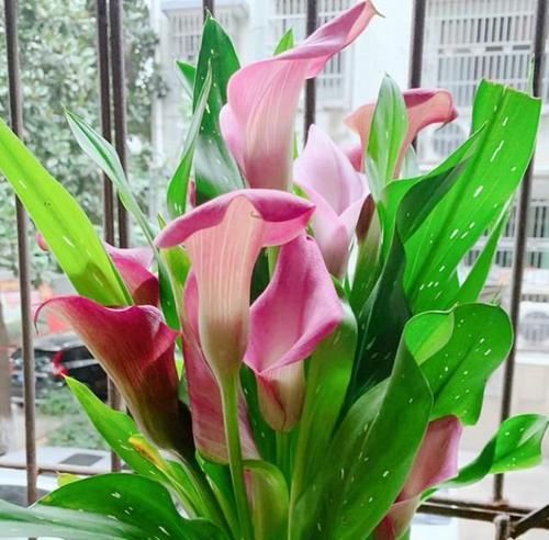  『百花齐放』春季养花，就养4种，百花齐放，花色鲜艳，适合种在庭院观赏