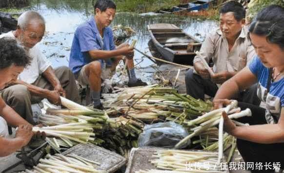 长在水中美味，农村人免费吃，城里人有钱都难吃到！