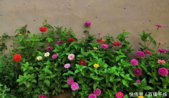  皮实@5种花太皮实，用脚踩都死不了，夏天满院子疯长开花！