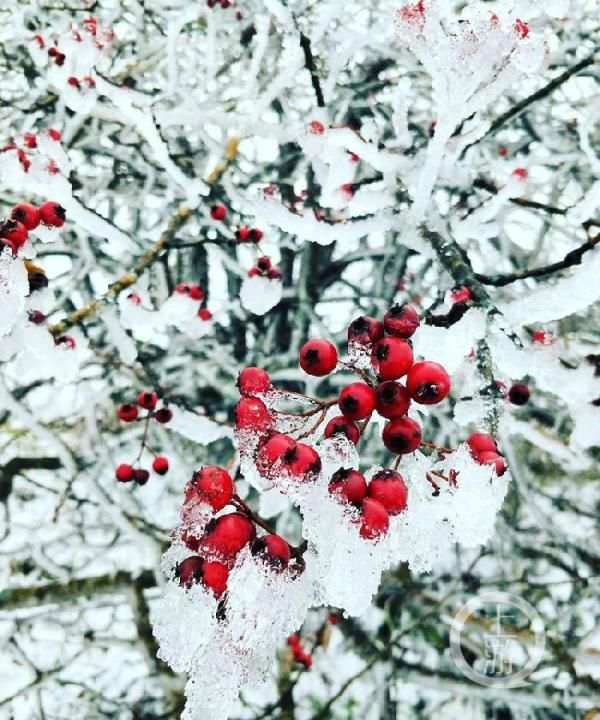  「哇塞」哇塞！重庆2019年第一场雪来了 城口喜降瑞雪