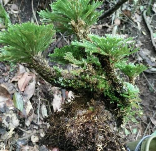  【种植】山坡下的石头缝里，1种“还魂草”不多见，挖2棵种植，变小盆栽