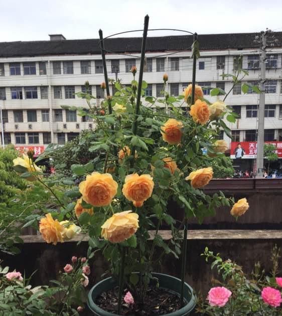  这款：藤本月季选这款，四季有花开，香气浓郁，好看又好养，阳台也能种
