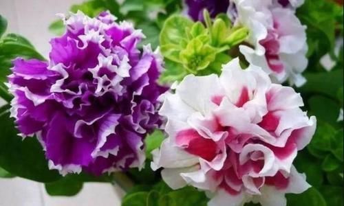  「重瓣矮牵牛」3种花很耐养，沾土就能活，浇水就疯长，不易生病好养护