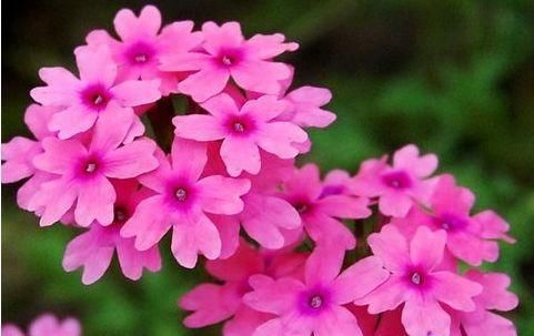  『花边』养花就养这几款，花色妖艳妖娆，花开妖嫩轻盈，如蕾丝花边太美