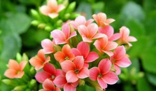 「美爆」这几种花,开花美寓意好,芳香四溢很宜人,美爆阳台满屋香