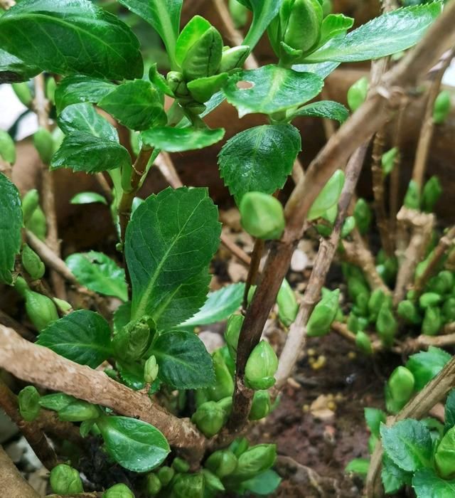  『剪掉』好气人，有花友嫌弃绣球花长新芽多，太一厢情愿，不顾绣球花感受
