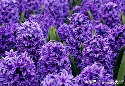 『漂亮』喜欢在家中养护花卉，就养护花色绚丽，花枝妖娆的3种花卉，漂亮