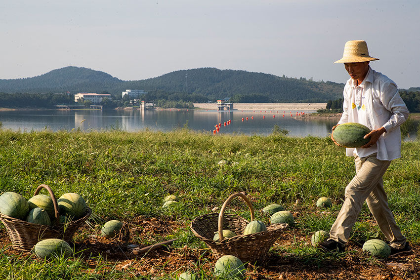 实拍七旬老汉湖边种西瓜，天天吃住瓜庵中，炎热中收获，苦中有乐