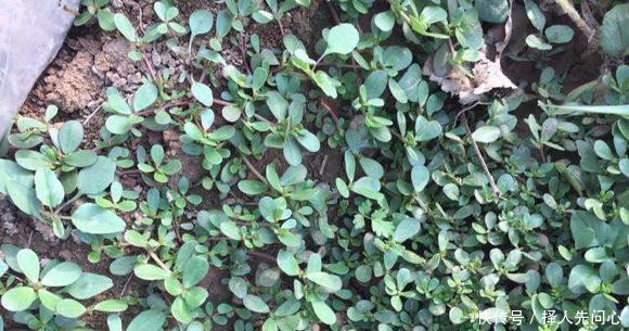 农村常见的野菜，农民人工种植它，每亩可收益14000元