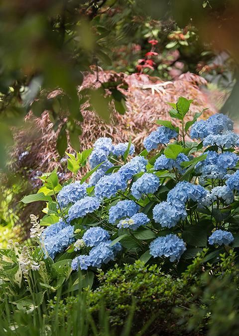  【朱顶红】阳台种上5种花，花开不断，一年四季有花赏！