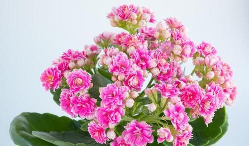  [更多]长寿花这样养护，花期更久，花苞不停开！买一次，可以养很久