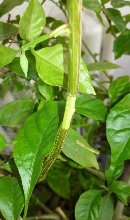 『花钱买』别只知道花钱买花,这三个方法分分钟子孙满堂,都没地下脚!