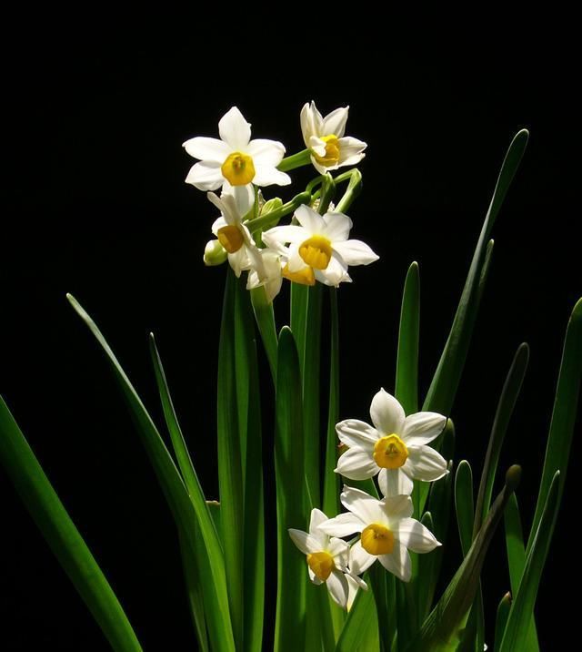  【解决】养水仙花盆景，最怕花苞干枯没生机，怎么解决最正确？