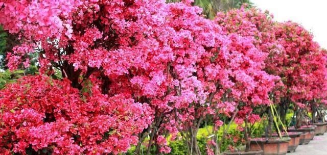  [发现]三角梅黄叶、开花少，查明原因后，发现原来都是自己的错