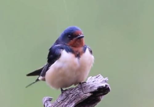 中国人从不吃燕子，为什么燕子的数量一直在减少？看完总算知道了