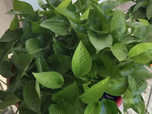  「植株的叶片」养1个月绿萝，叶片发黄、脱落，离不开“3个原因”，教你解决！