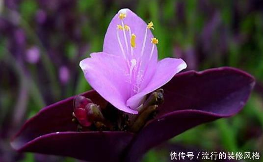 「蓝雪花」喜欢在家中养护花卉,就选择花朵美艳,开花量大、花期长的花卉