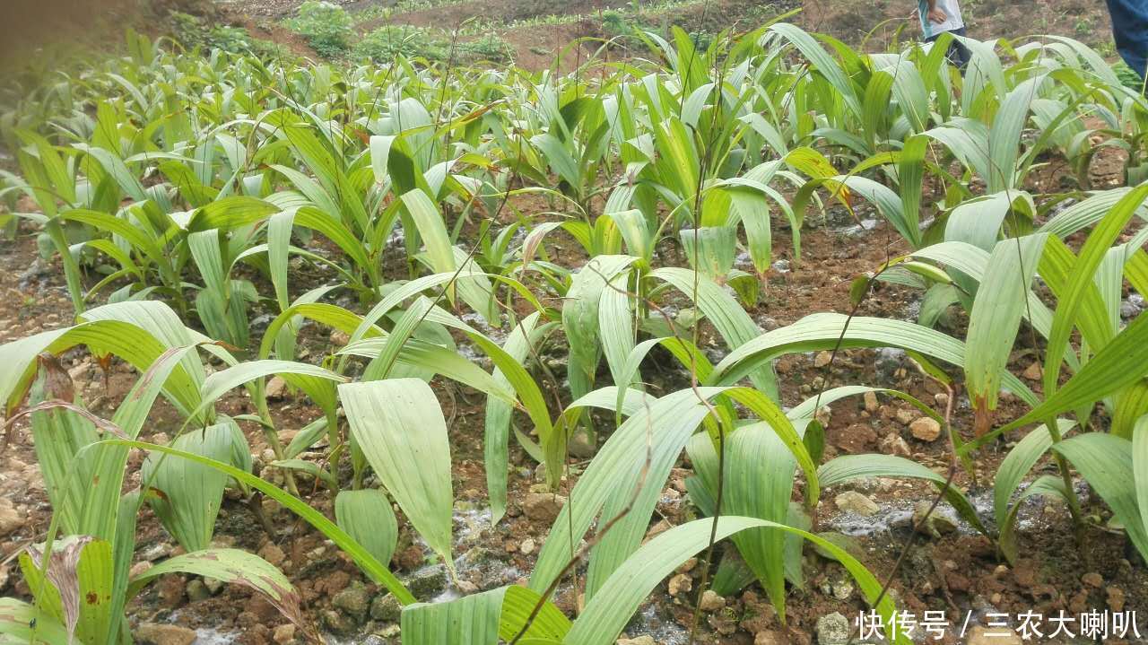 农村一种土豪们才敢种的药材，一斤市场高达上千元！