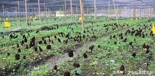  野生资源：人称“陆地鱼”，野生已不多见，600元一斤，没见几个