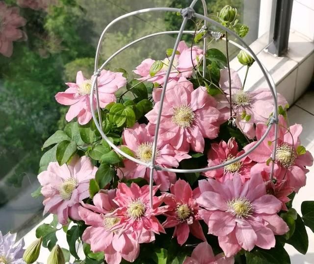  「满鲜花」开满鲜花的阳台,美不胜收
