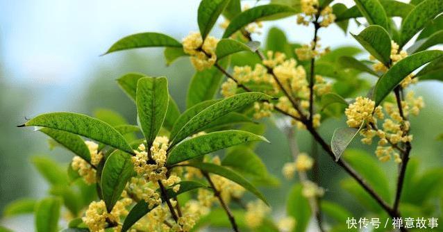  #镇宅#农村四大镇宅之树是什么？种在哪个位置可以旺宅？