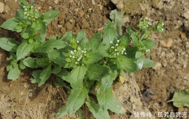 农村乡下的一种野草，50年前穷人“口粮”，如今市场价30元一斤