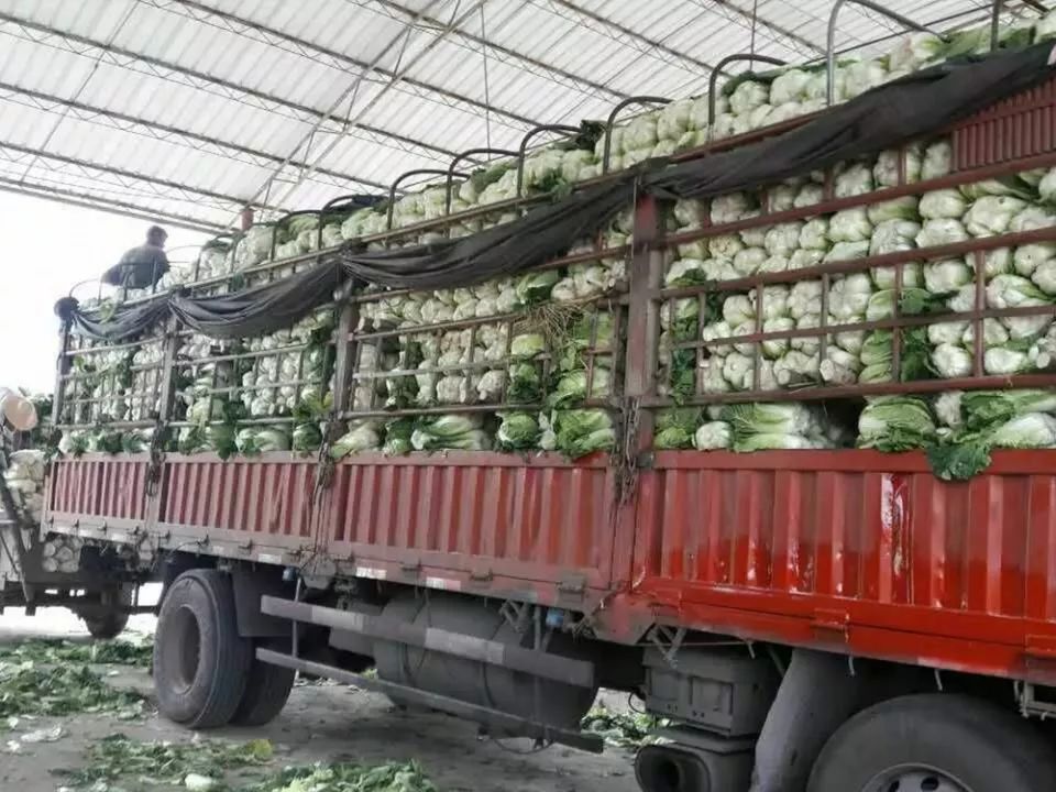  【我国】我国收购价1毛一斤，韩国却猛涨到30元一斤，农民的机会