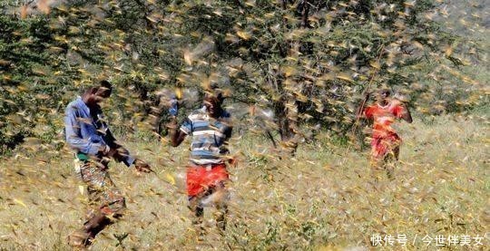  [解决]4000亿“蚂蚱”，靠吃就能解决蝗灾？你需要的不仅是一口
