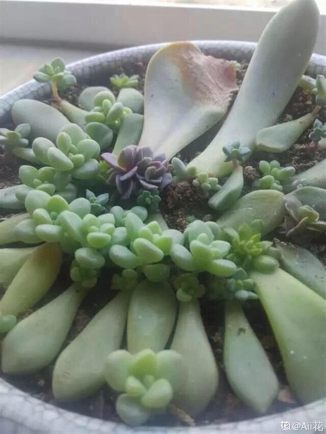  【成活率】多肉叶插时，换个姿势，成活率大大提高！