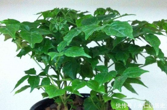 幸福树@幸福树的种植方法和水肥管理事项详解