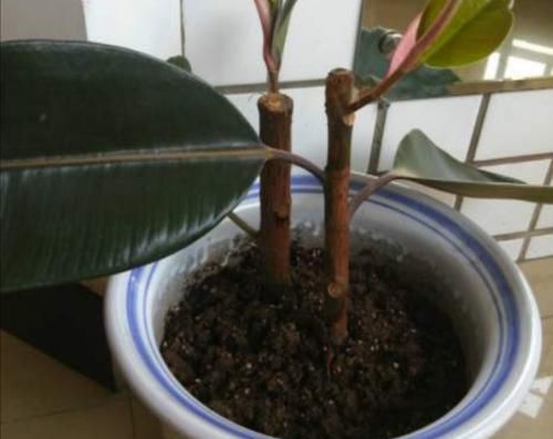  记得：橡皮树不长侧枝，记得给它做1件事，长得旺，树形更美观