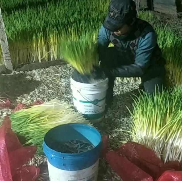  蒜黄@农民用蒜米种出来的“它”，每十天可收割一次，年赚几十万